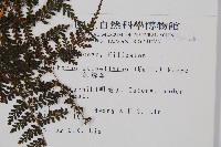 魚鱗蕨藏品圖，第2張