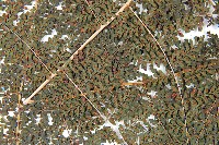 魚鱗蕨藏品圖，第4張