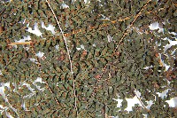 魚鱗蕨藏品圖，第5張