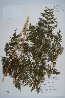 魚鱗蕨藏品圖，第1張