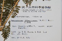 魚鱗蕨藏品圖，第2張