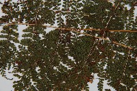 魚鱗蕨藏品圖，第4張