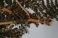 魚鱗蕨藏品圖，第5張