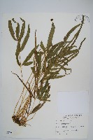 箭葉鳳尾蕨藏品圖，第1張