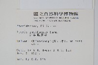 箭葉鳳尾蕨藏品圖，第2張