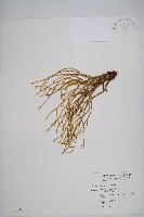 銳葉石松藏品圖，第1張