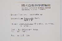 銳葉石松藏品圖，第2張