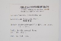 銳葉石松藏品圖，第2張