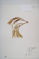 銳葉石松藏品圖，第1張