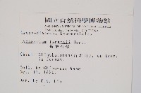 銳葉石松藏品圖，第2張