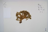 柳杉葉蔓石松藏品圖，第1張