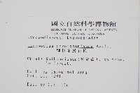 柳杉葉蔓石松藏品圖，第2張
