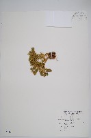 柳杉葉蔓石松藏品圖，第1張