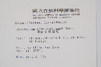 柳杉葉蔓石松藏品圖，第2張