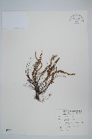 鐵角蕨藏品圖，第1張