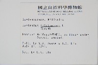 鐵角蕨藏品圖，第2張