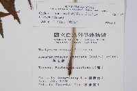 大葉毛蕨藏品圖，第2張