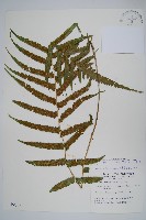 大葉毛蕨藏品圖，第1張