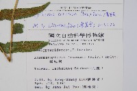 大葉毛蕨藏品圖，第2張