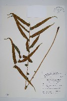 大葉毛蕨藏品圖，第1張