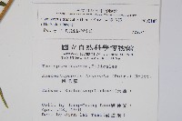 大葉毛蕨藏品圖，第2張