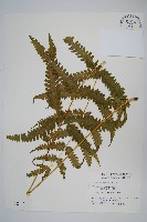 三角脈鳳尾蕨藏品圖，第1張