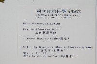 三角脈鳳尾蕨藏品圖，第2張