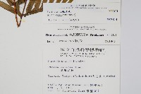 疏羽半邊旗藏品圖，第2張