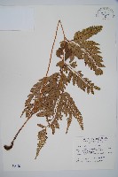 小葉複葉耳蕨藏品圖，第1張