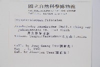 小葉複葉耳蕨藏品圖，第2張