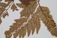 小葉複葉耳蕨藏品圖，第3張