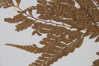 小葉複葉耳蕨藏品圖，第4張