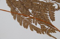 小葉複葉耳蕨藏品圖，第5張