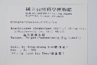 小葉複葉耳蕨藏品圖，第2張