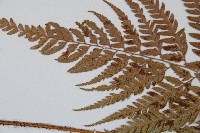 小葉複葉耳蕨藏品圖，第4張