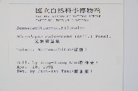 光葉鱗蓋蕨藏品圖，第2張