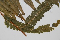 光葉鱗蓋蕨藏品圖，第3張