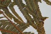光葉鱗蓋蕨藏品圖，第4張