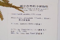 粗毛鱗蓋蕨藏品圖，第2張