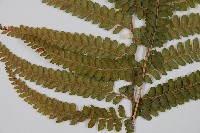 粗毛鱗蓋蕨藏品圖，第3張