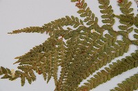 粗毛鱗蓋蕨藏品圖，第5張