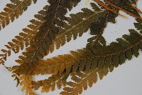 粗毛鱗蓋蕨藏品圖，第3張