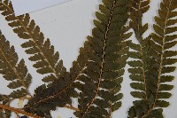 粗毛鱗蓋蕨藏品圖，第4張