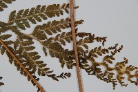 粗毛鱗蓋蕨藏品圖，第5張