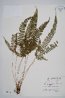 韓氏耳蕨藏品圖，第1張