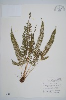 韓氏耳蕨藏品圖，第1張