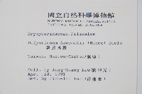 韓氏耳蕨藏品圖，第2張