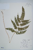 斜方複葉耳蕨藏品圖，第1張