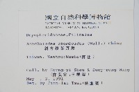 斜方複葉耳蕨藏品圖，第2張