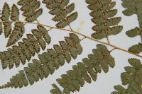 斜方複葉耳蕨藏品圖，第3張